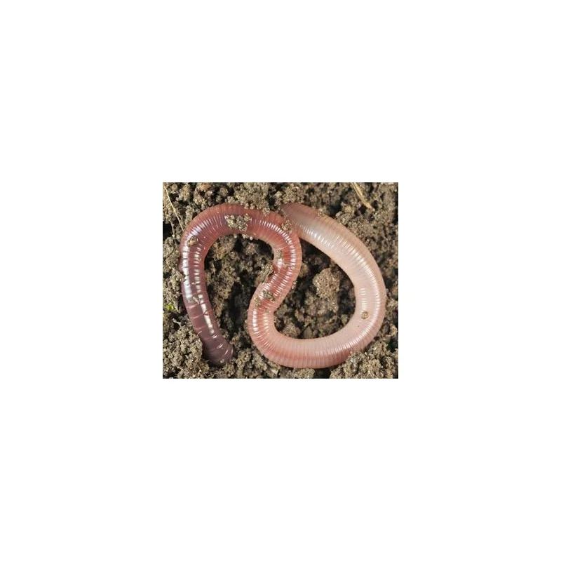 vitocarp2584158